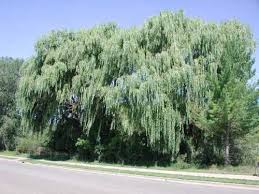 Attēlu rezultāti vaicājumam “Salix Vetrix”