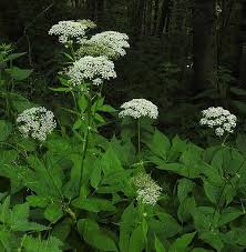 Attēlu rezultāti vaicājumam “Aegopodium podagraria flower”