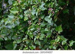 Attēlu rezultāti vaicājumam “Vitaceae”