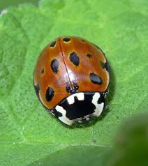 Attēlu rezultāti vaicājumam “Anatis ocellata”