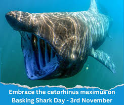 Image result for Cetorhinus maximus