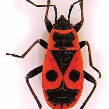 Attēlu rezultāti vaicājumam “Pyrrhocoris apterus”