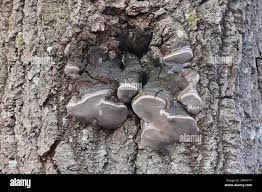 Attēlu rezultāti vaicājumam “Phellinus tremulae”