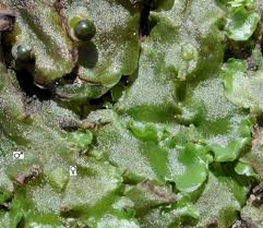 Attēlu rezultāti vaicājumam “Pellia”