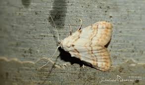 Attēlu rezultāti vaicājumam “Nola aerugula”