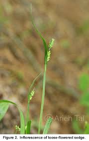 Attēlu rezultāti vaicājumam “Carex loliacea”