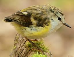 Attēlu rezultāti vaicājumam “Passeriformes”