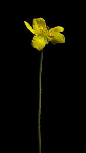 Attēlu rezultāti vaicājumam “Argentina anserina”