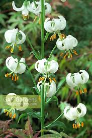Image result for Lilium martagon Alba