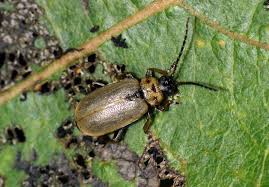 Attēlu rezultāti vaicājumam “Lochmaea caprea”