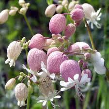 Attēlu rezultāti vaicājumam “Silene vulgaris bud”