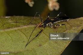Attēlu rezultāti vaicājumam “Rhynocoris annulatus nymph”