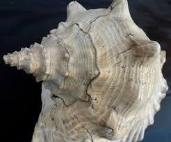 Image result for Aliger gigas