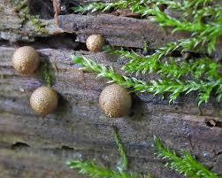 Attēlu rezultāti vaicājumam “Lycogala cf. fossiculatum sessile”