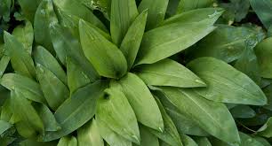 Image result for Bärlauch