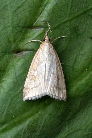 Attēlu rezultāti vaicājumam “Udea lutealis”