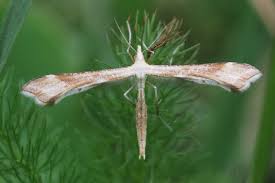 Attēlu rezultāti vaicājumam “Gillmeria pallidactyla”