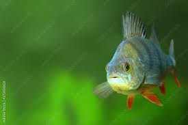 Attēlu rezultāti vaicājumam “Perca fluviatilis”