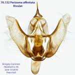 Attēlu rezultāti vaicājumam “Perizoma affinitata”