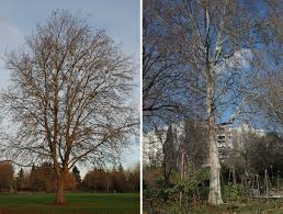 Attēlu rezultāti vaicājumam “Platanus x hispanica (syn. Platanus x acerifolia)”