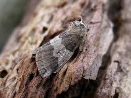 Attēlu rezultāti vaicājumam “Tethea or”