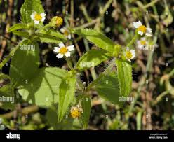 Attēlu rezultāti vaicājumam “Galinsoga quadriradiata flower”