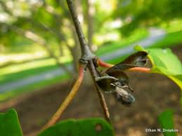 Attēlu rezultāti vaicājumam “Cercidiphyllum japonicum fruit”