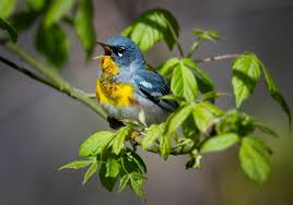 Image result for Parula americana