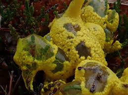 Attēlu rezultāti vaicājumam “Oligonema favogineum plasmodium”