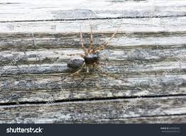 Attēlu rezultāti vaicājumam “Neriene montana”