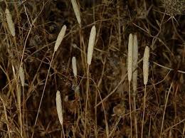 Attēlu rezultāti vaicājumam “Phleum phleoides fruit”