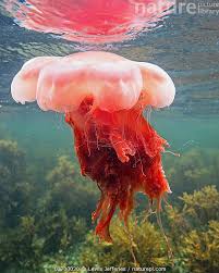 Image result for Cyanea capillata