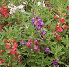 Image result for Impatiens balsamina
