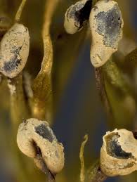 Attēlu rezultāti vaicājumam “Diderma ochraceum macro”