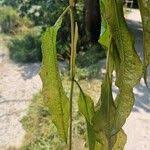 Attēlu rezultāti vaicājumam “Potamogeton lucens leaf”