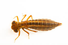 Attēlu rezultāti vaicājumam “Dicyphus nymph”