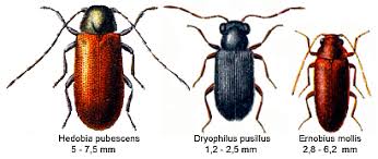Attēlu rezultāti vaicājumam “Anobiidae”