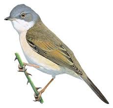 Attēlu rezultāti vaicājumam “Sylvia communis adult”