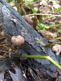 Attēlu rezultāti vaicājumam “Daldinia concentrica”