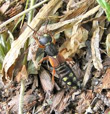 Attēlu rezultāti vaicājumam “Anacampsis blatariella”
