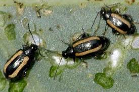 Attēlu rezultāti vaicājumam “Phyllotreta sp.”