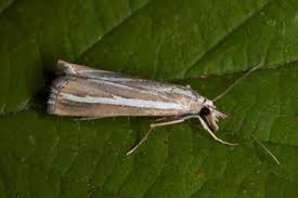 Attēlu rezultāti vaicājumam “Catoptria fulgidella”