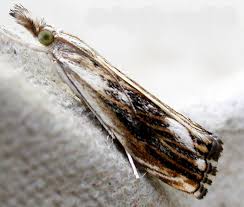 Attēlu rezultāti vaicājumam “Catoptria verellus”