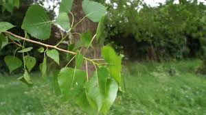 Attēlu rezultāti vaicājumam “Populus x jackii leaf”