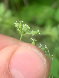 Attēlu rezultāti vaicājumam “Anthyllis maritima bud”