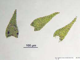Attēlu rezultāti vaicājumam “Serpoleskea subtilis”