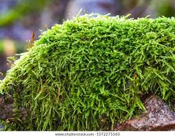 Attēlu rezultāti vaicājumam “Hypnum cupressiforme”