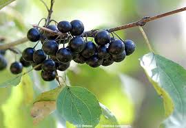 Attēlu rezultāti vaicājumam “Rhamnus cathartica fruit”