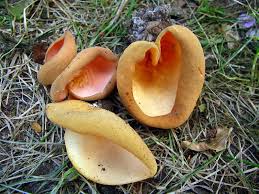 Attēlu rezultāti vaicājumam “Otidea onotica”