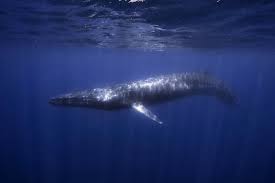 Image result for Balaenoptera omurai